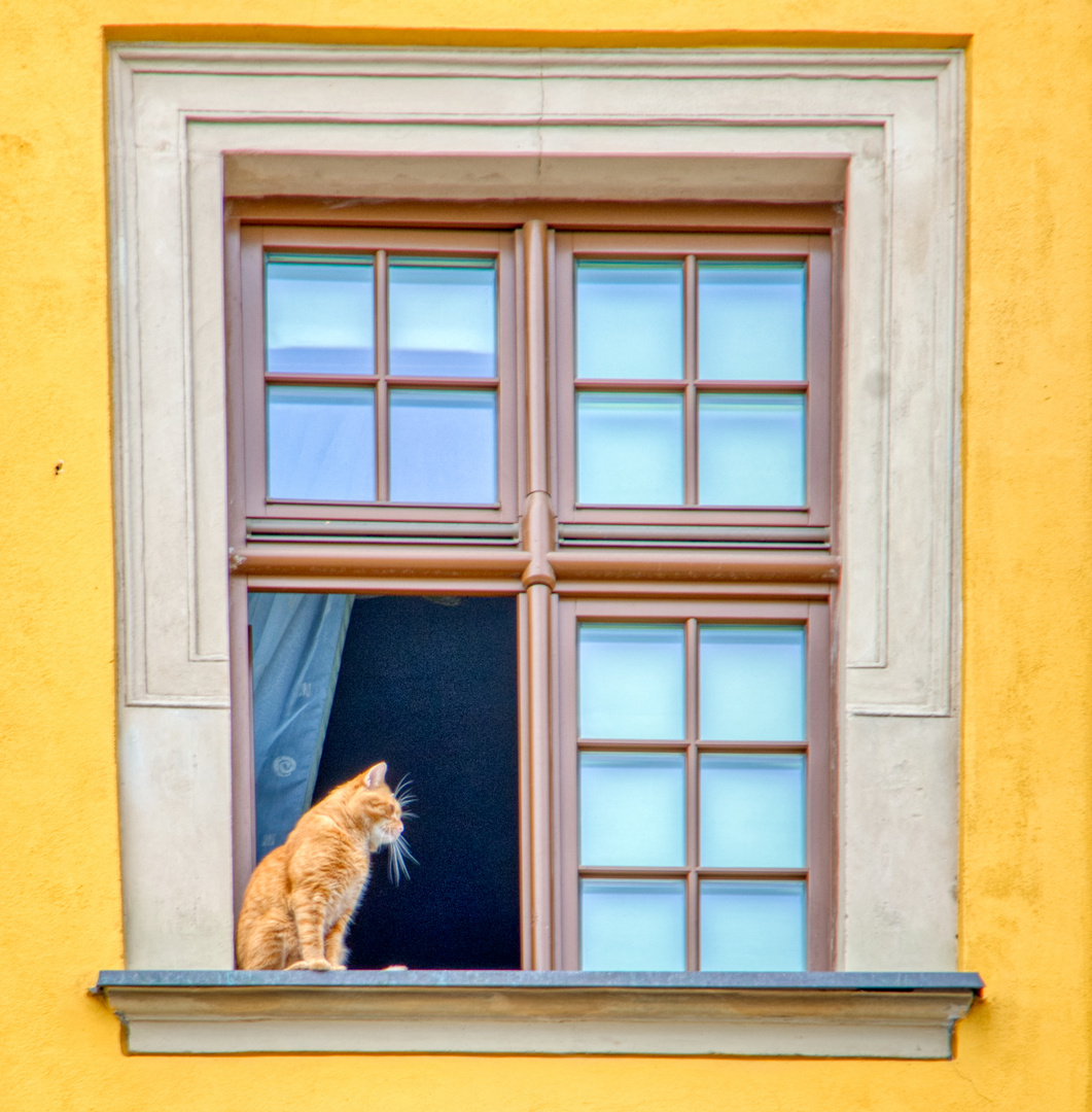Katze im Fenster