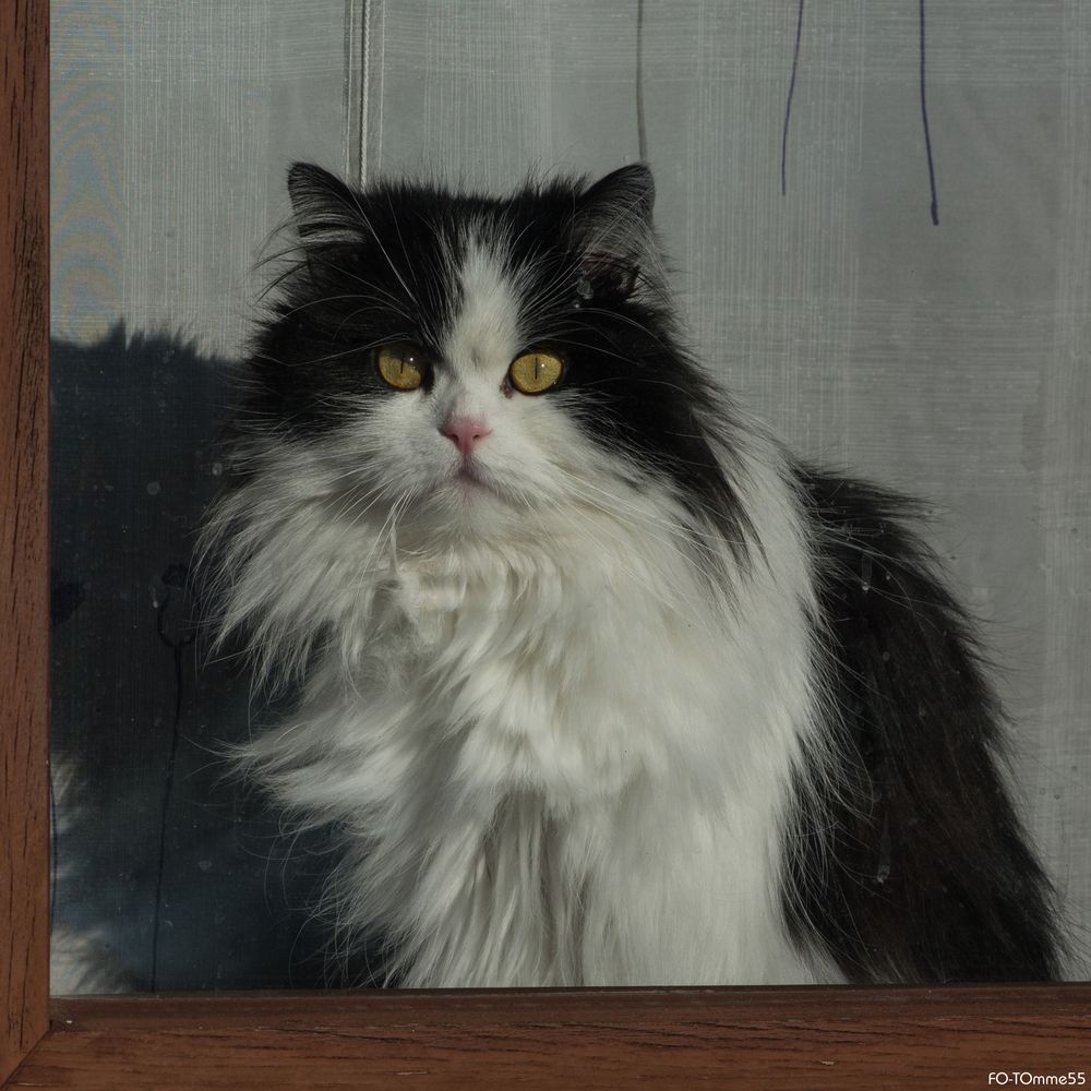 katze am fenster