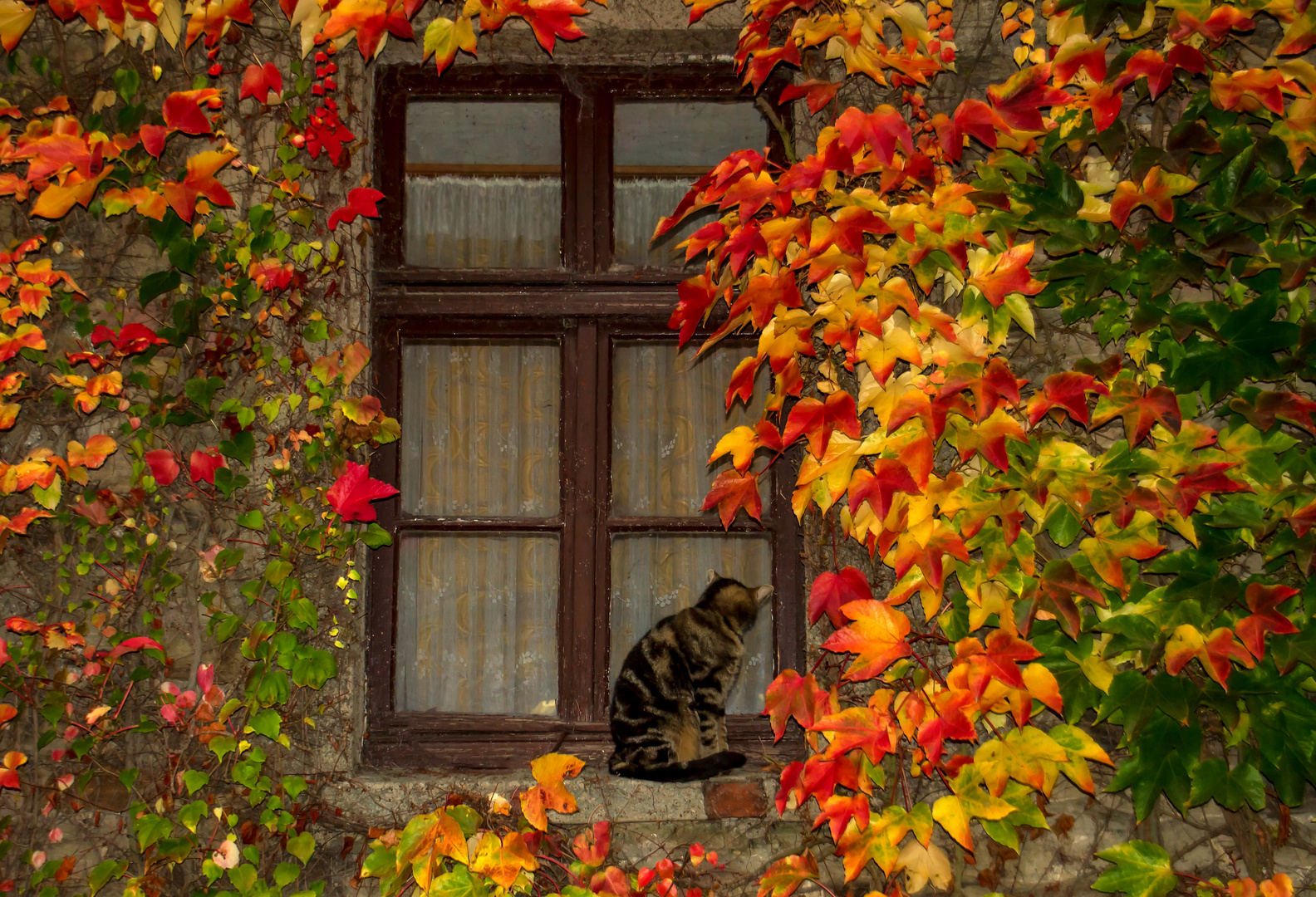 Katze im Fenster