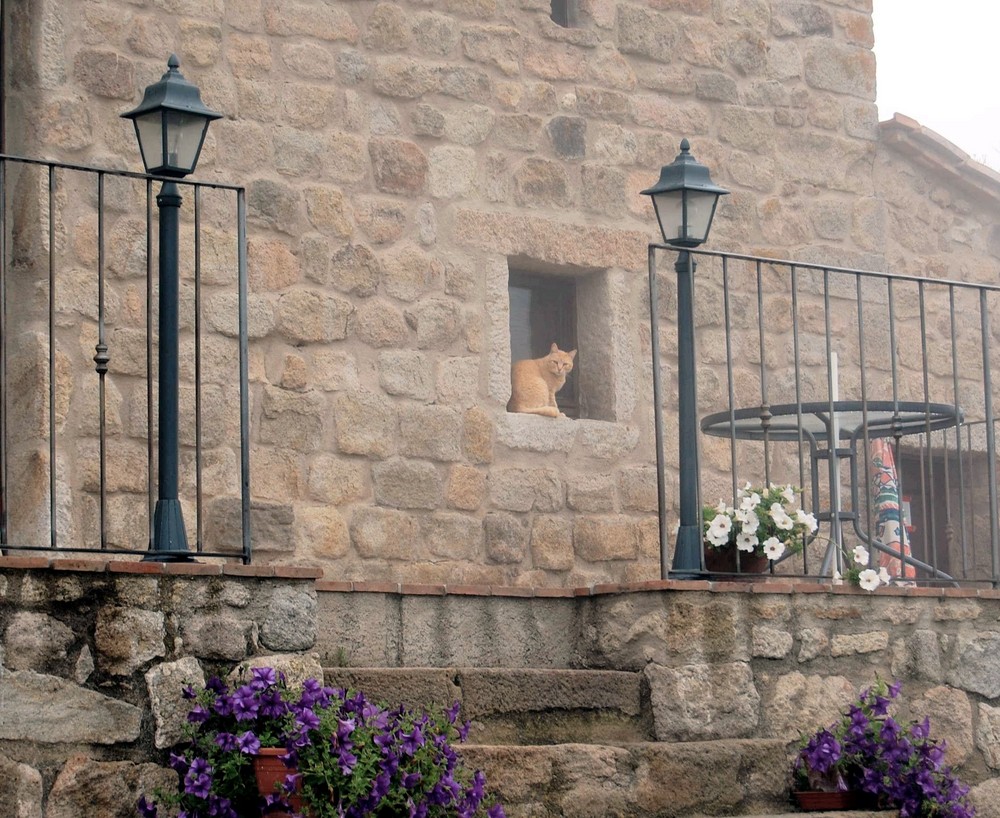 Katze im Fenster