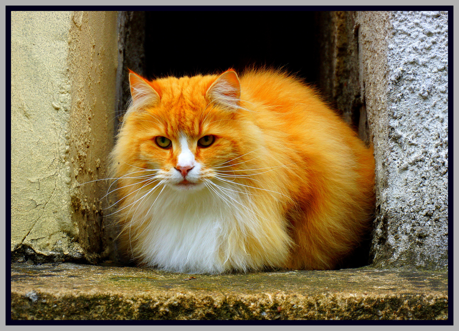 Katze im Fenster