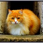 Katze im Fenster