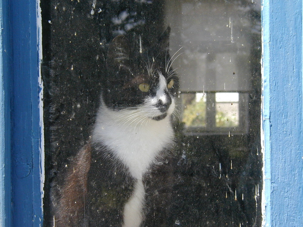 Katze im Fenster
