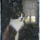 Katze im Fenster