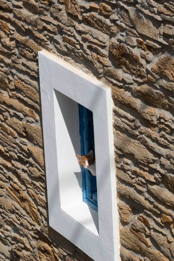 Katze im Fenster