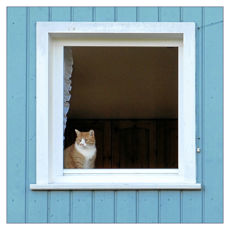 Katze im Fenster