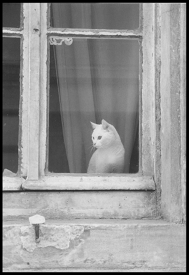 Katze im Fenster