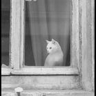 Katze im Fenster