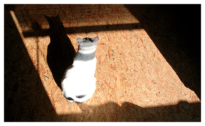 Katze im Fenster... :-) von Ute Keller