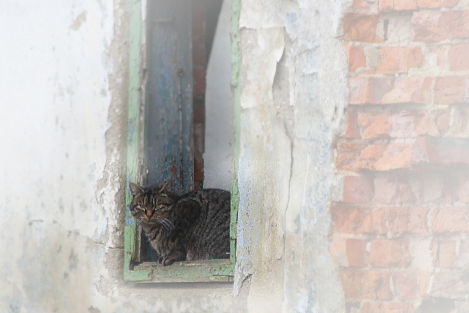 Katze im Fensterrahmen 2