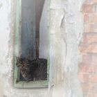 Katze im Fensterrahmen 2