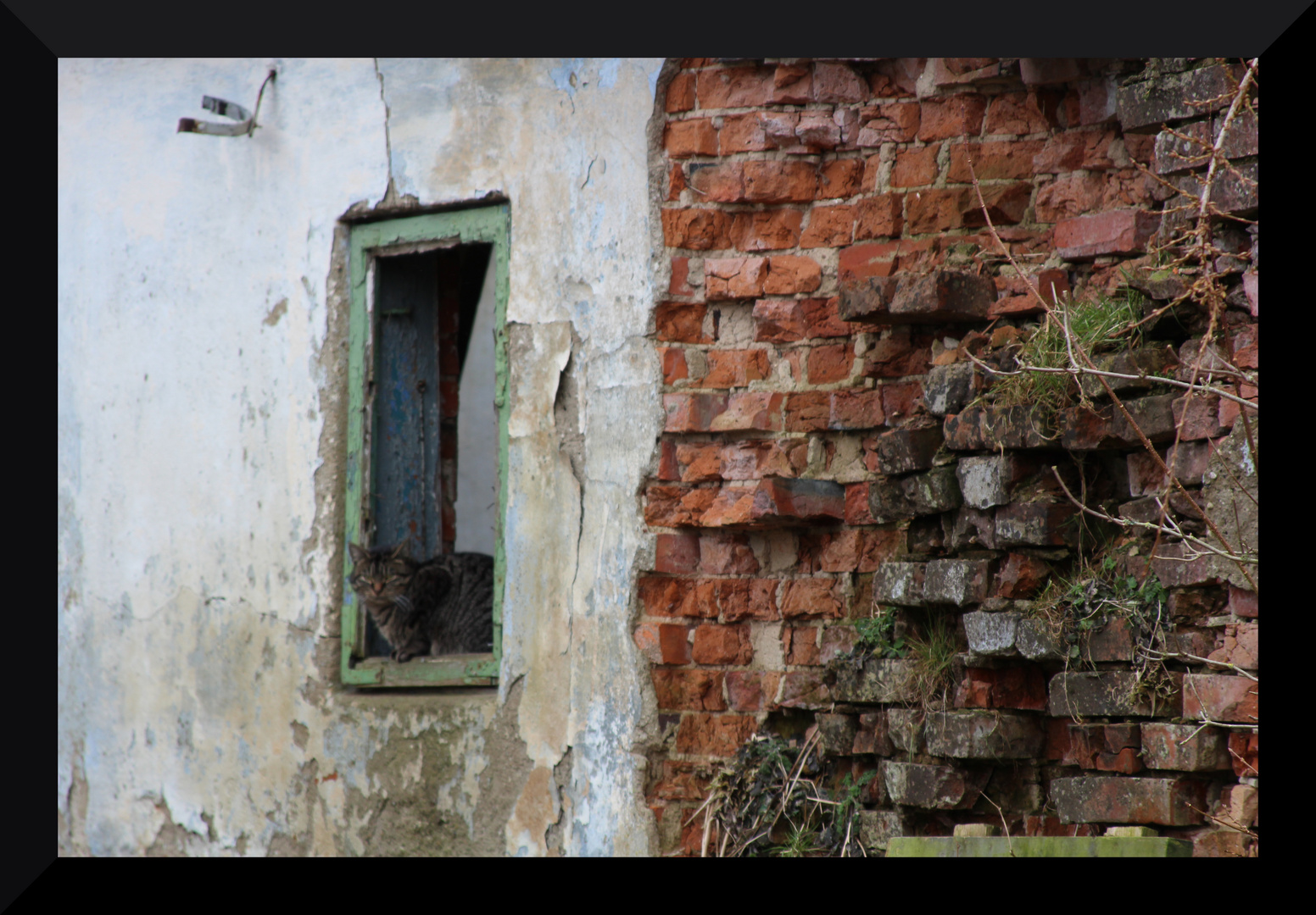 Katze im Fensterrahmen