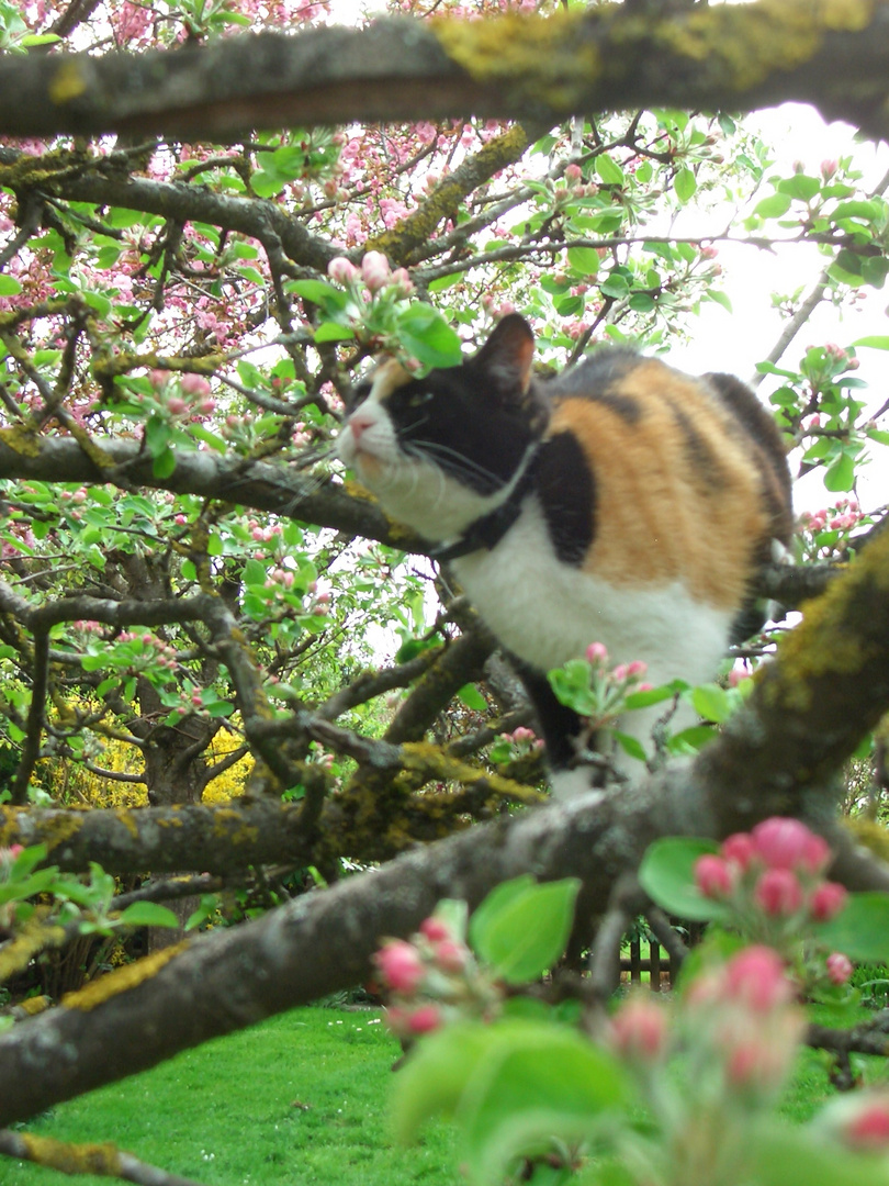 Katze im Frühling