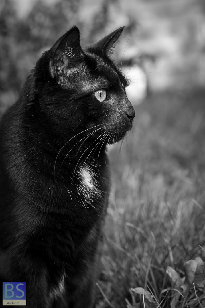 Katze im Garten