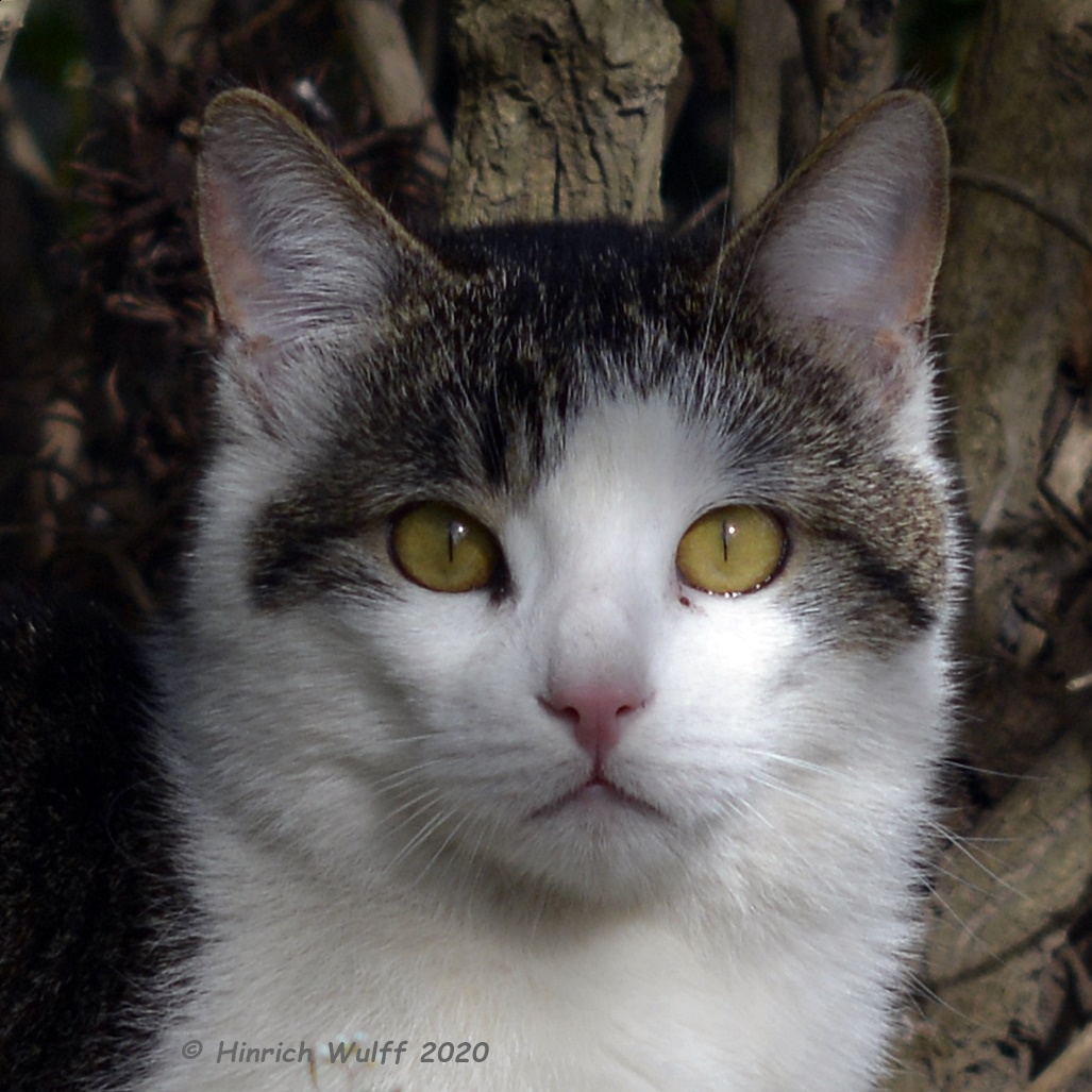 Katze im Garten