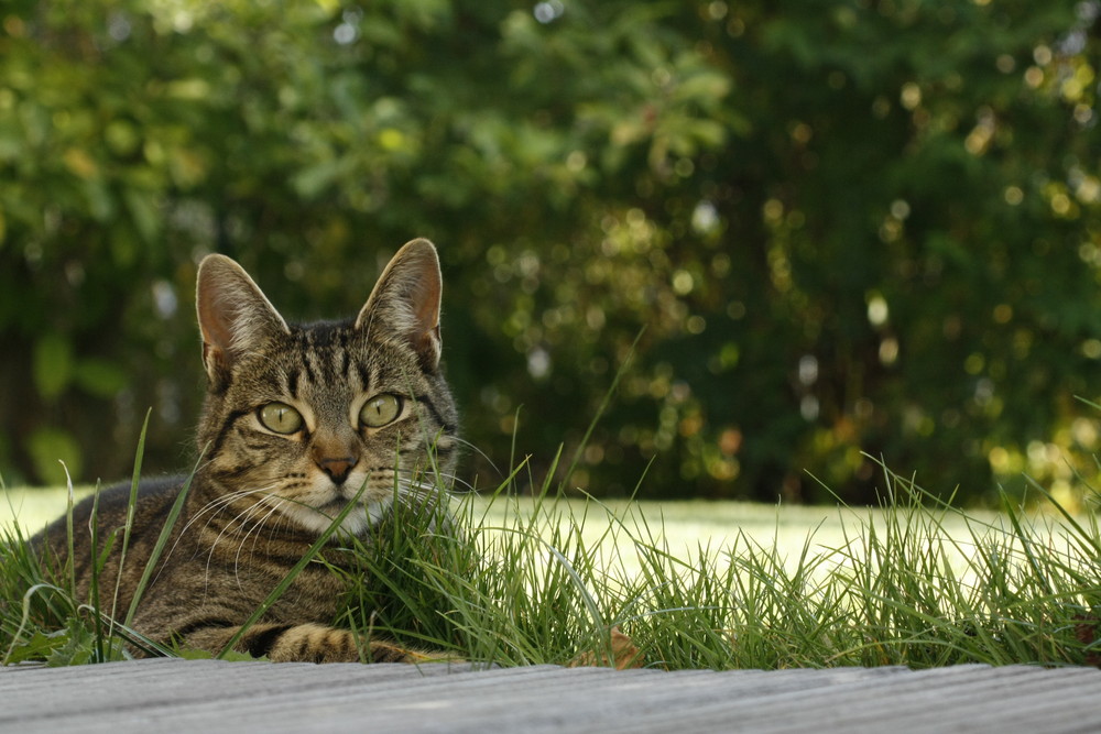 Katze im Garten Foto & Bild archiv kritik am bild, kritik am bild