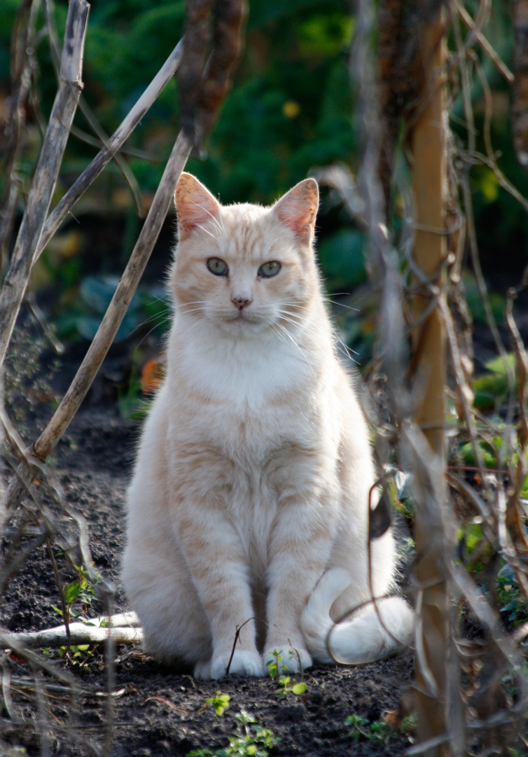 Katze im Garten