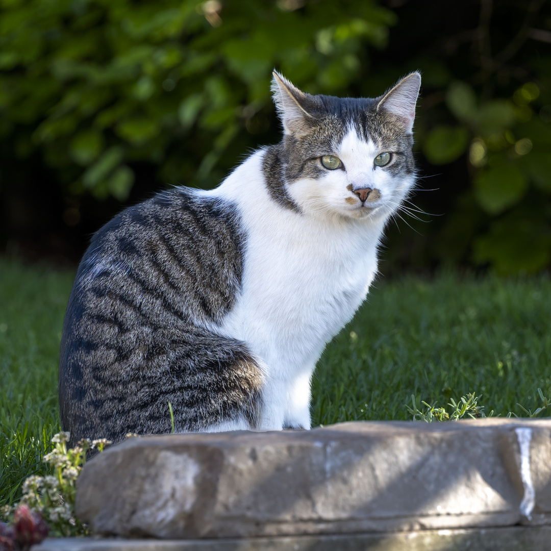 Katze im Garten