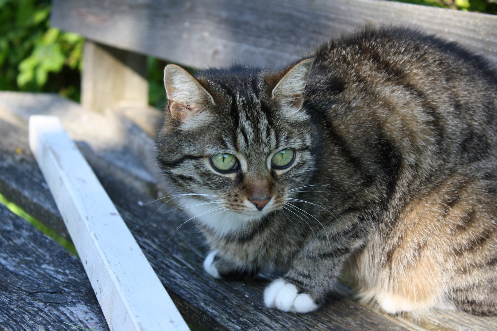 Katze im Garten