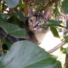 Katze im Garten