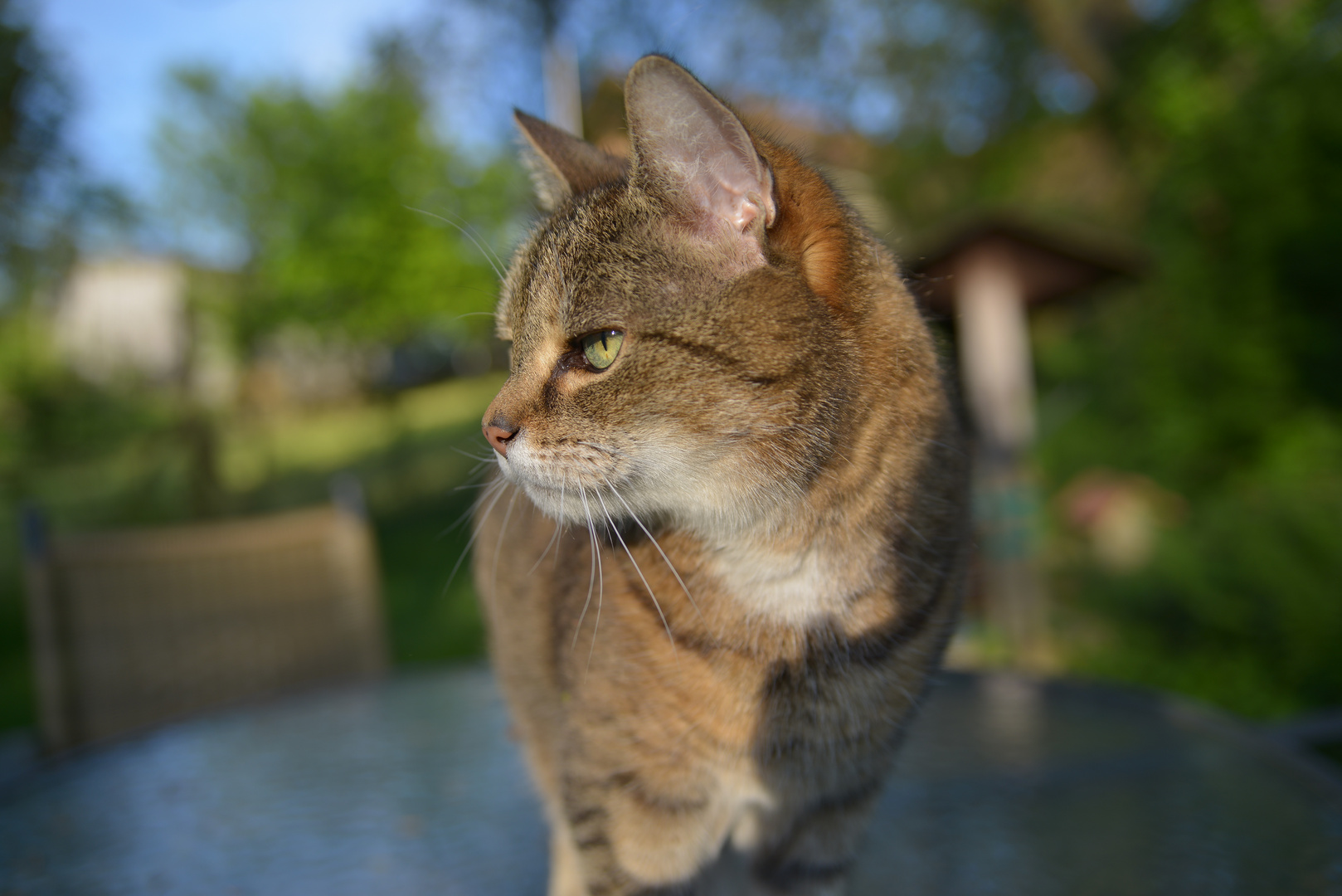 Katze im Garten