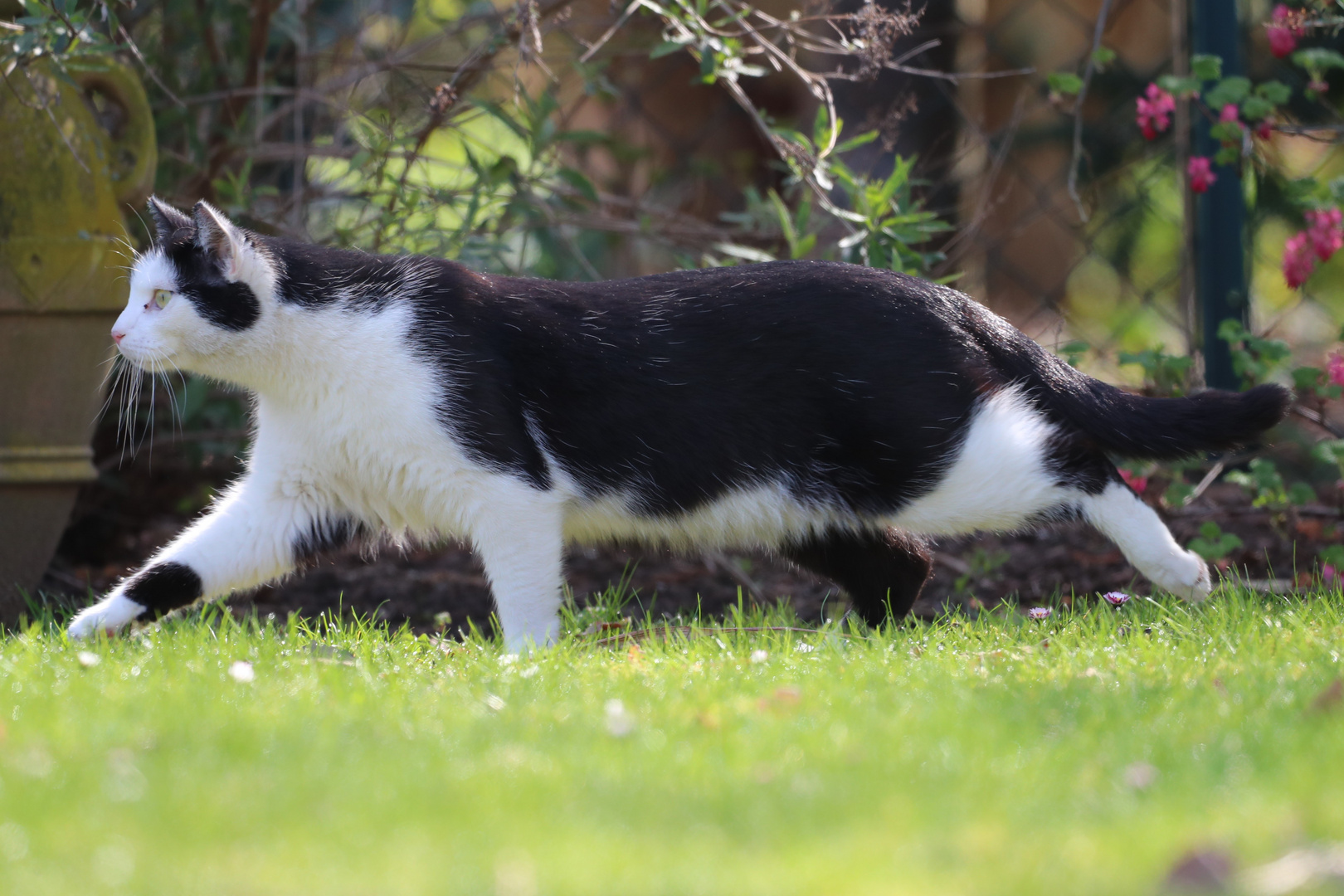 Katze im Garten Foto & Bild tiere, haustiere, katzen Bilder auf