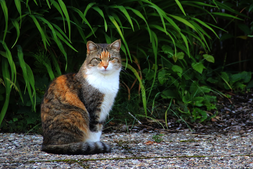 Katze im Garten