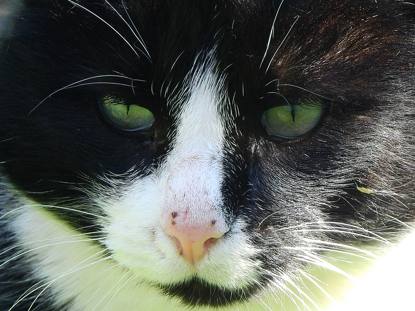 Katze im Garten