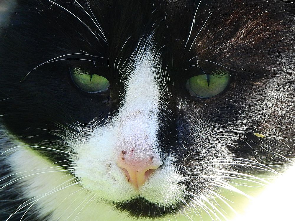 Katze im Garten Foto & Bild fotos, natur, katze Bilder