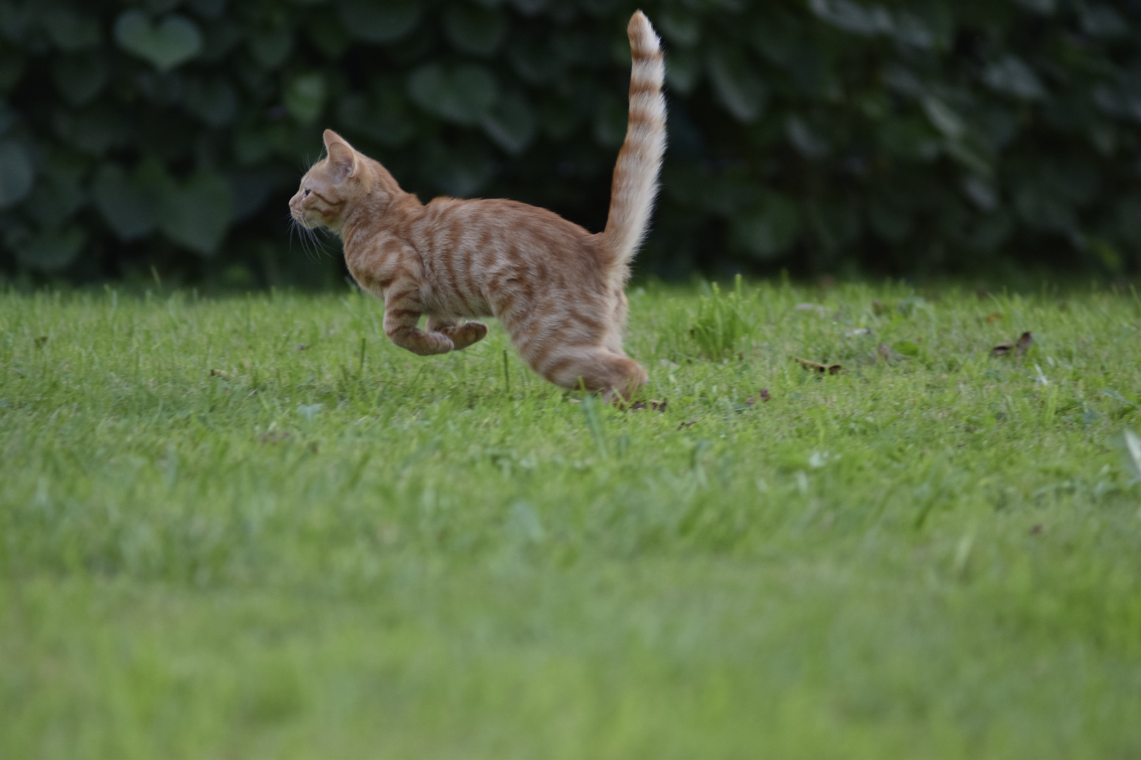 Katze im Garten