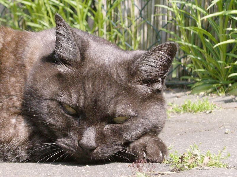 Katze im Garten Foto & Bild tiere, haustiere, katzen Bilder auf