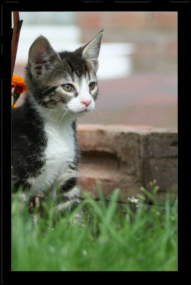 Katze im Garten