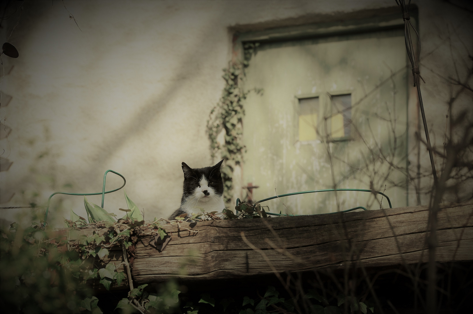 Katze im Garten...