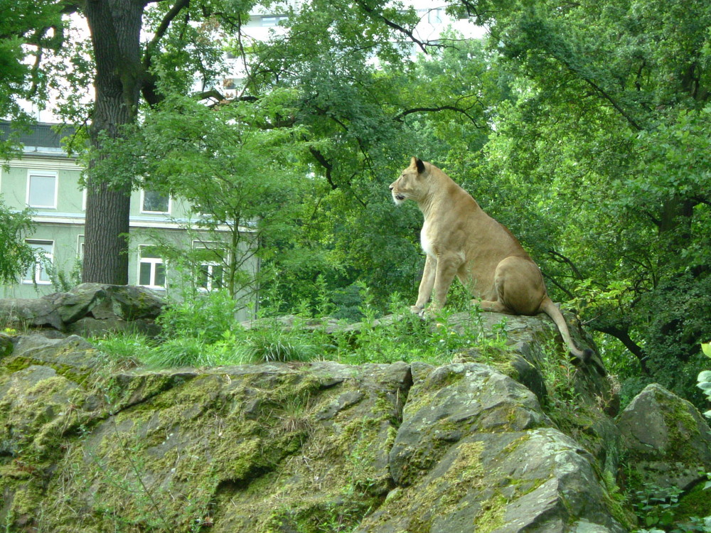 Katze im Garten