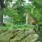 Katze im Garten