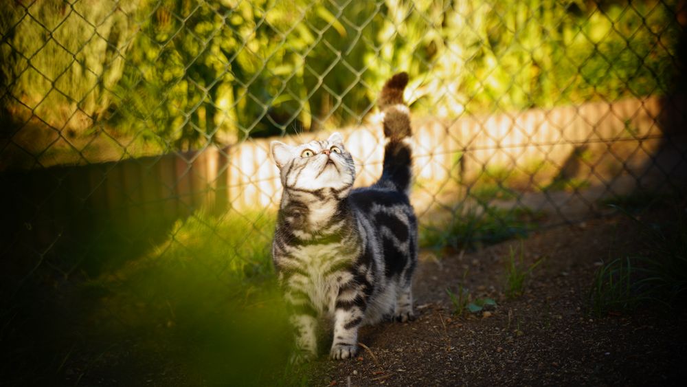 Katze im Garten Foto & Bild kater, katzen, tiere Bilder