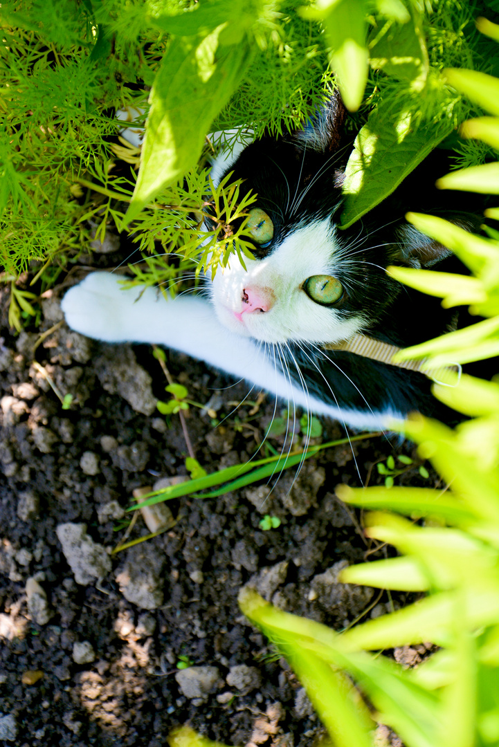 Katze im Garten