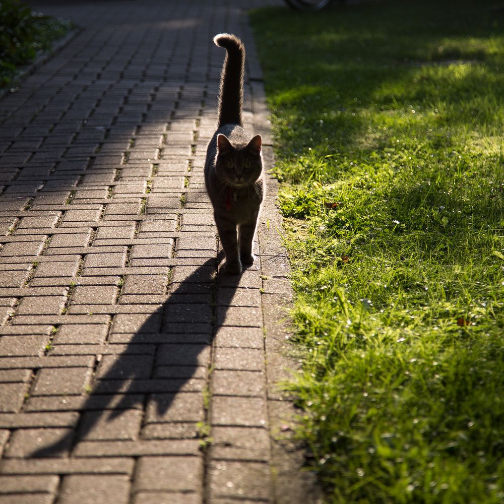 Katze im Gegenlicht