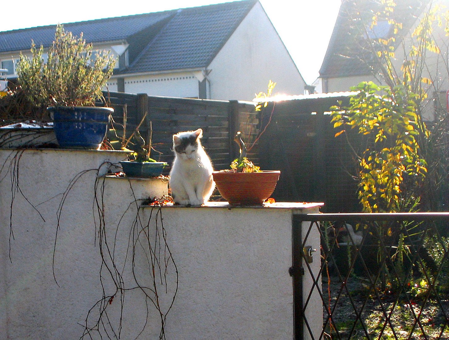 Katze im Gegenlicht