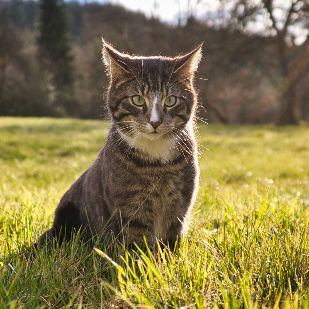 Katze im Gegenlicht_1705b