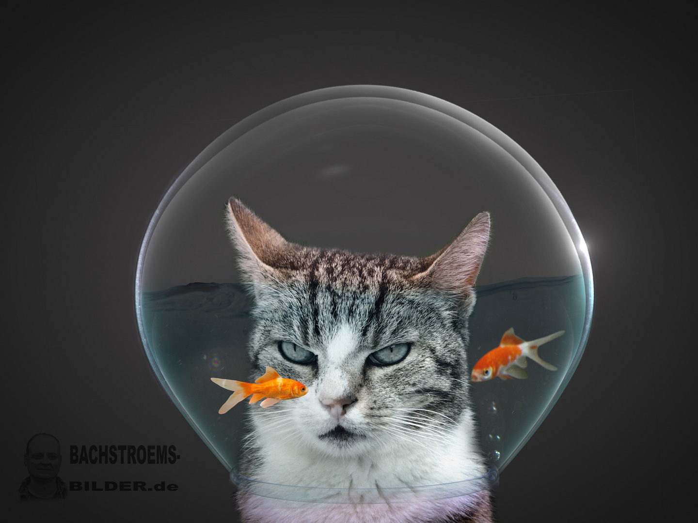  Katze-im-Goldfischglas