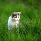 Katze im Gras