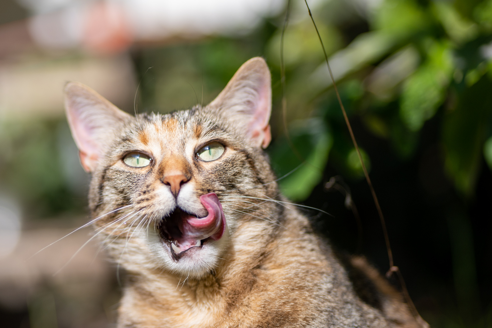 Katze im Gras