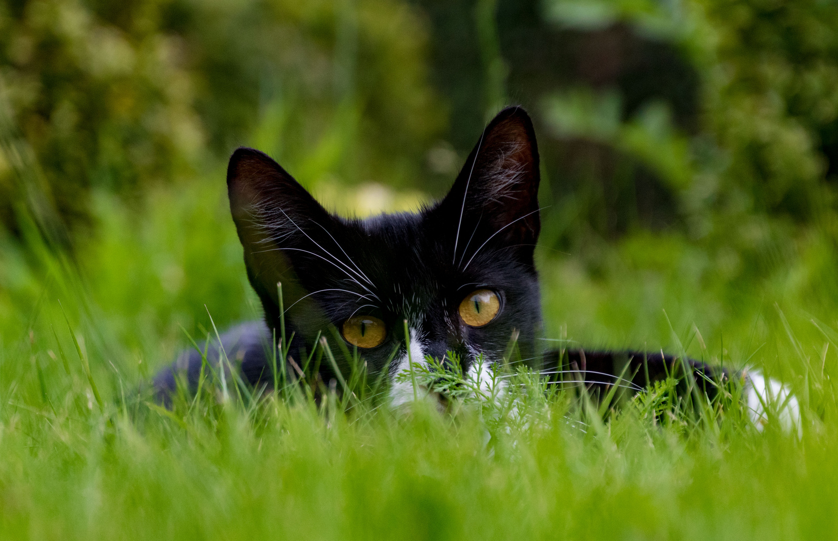 Katze im Gras