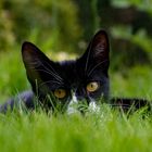 Katze im Gras