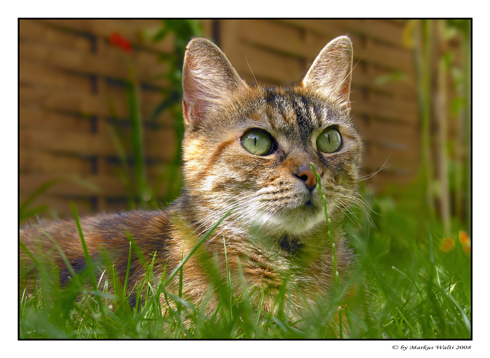 Katze im Gras