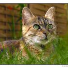 Katze im Gras