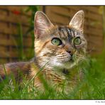 Katze im Gras