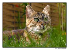 Katze im Gras