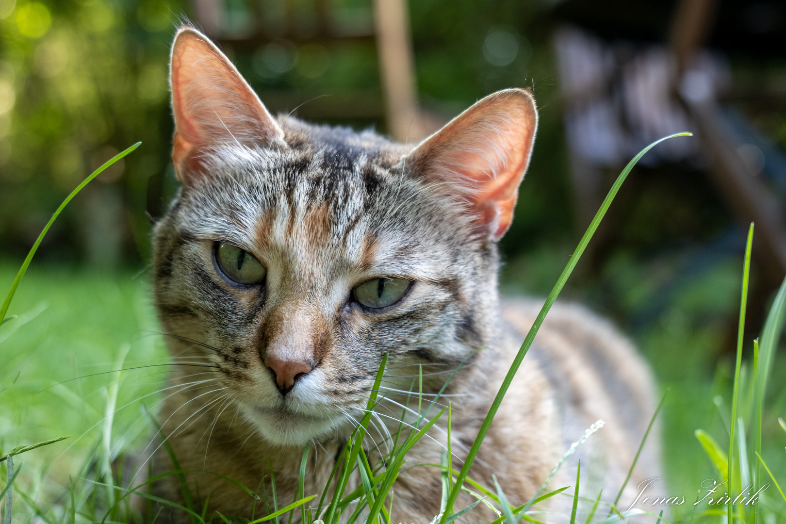 Katze im Gras